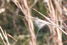 little bluestem